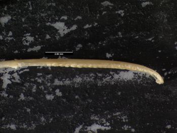 Media type: image;   Herpetology R-125762